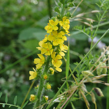 Lade das Bild in den Galerie-Viewer, Grosser Odermennig (Agrimonia procera)