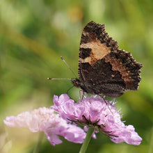 Lade das Bild in den Galerie-Viewer, Tauben-Skabiose Scabiosa columbaria