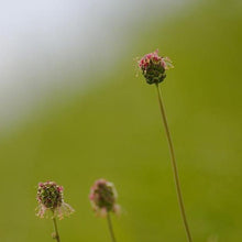 Lade das Bild in den Galerie-Viewer, Kleiner Wiesenknopf (Sanguisorba minor)