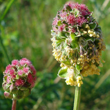Lade das Bild in den Galerie-Viewer, Kleiner Wiesenknopf (Sanguisorba minor)