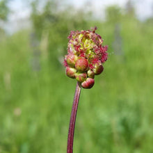 Lade das Bild in den Galerie-Viewer, Kleiner Wiesenknopf (Sanguisorba minor)