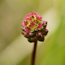 Lade das Bild in den Galerie-Viewer, Kleiner Wiesenknopf (Sanguisorba minor)