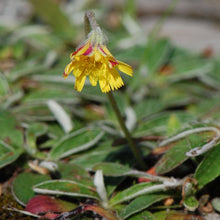 Lade das Bild in den Galerie-Viewer, Kleines Habichtskraut (Hieracium pilosella)