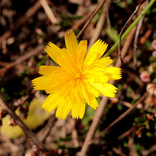 Lade das Bild in den Galerie-Viewer, Kleines Habichtskraut (Hieracium pilosella)