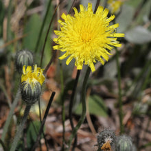 Lade das Bild in den Galerie-Viewer, Kleines Habichtskraut (Hieracium pilosella)