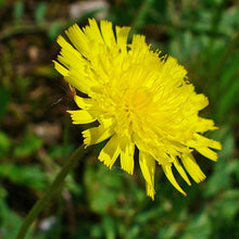 Lade das Bild in den Galerie-Viewer, Kleines Habichtskraut (Hieracium pilosella)