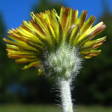 Lade das Bild in den Galerie-Viewer, Kleines Habichtskraut (Hieracium pilosella)