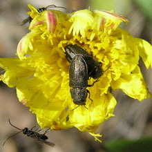 Lade das Bild in den Galerie-Viewer, Kleines Habichtskraut (Hieracium pilosella)
