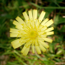 Lade das Bild in den Galerie-Viewer, Kleines Habichtskraut (Hieracium pilosella)