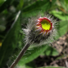 Lade das Bild in den Galerie-Viewer, Kleines Habichtskraut (Hieracium pilosella)