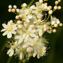 Lade das Bild in den Galerie-Viewer, Kleines Mädesüss (Filipendula vulgaris)