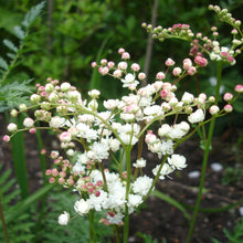 Lade das Bild in den Galerie-Viewer, Kleines Mädesüss (Filipendula vulgaris)