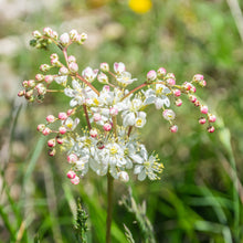 Lade das Bild in den Galerie-Viewer, Kleines Mädesüss (Filipendula vulgaris)