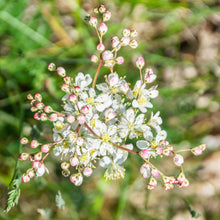 Lade das Bild in den Galerie-Viewer, Kleines Mädesüss (Filipendula vulgaris)