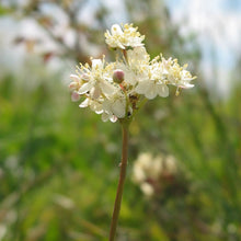 Lade das Bild in den Galerie-Viewer, Kleines Mädesüss (Filipendula vulgaris)