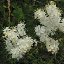 Lade das Bild in den Galerie-Viewer, Kleines Mädesüss (Filipendula vulgaris)