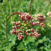 Lade das Bild in den Galerie-Viewer, Kleines Mädesüss (Filipendula vulgaris)
