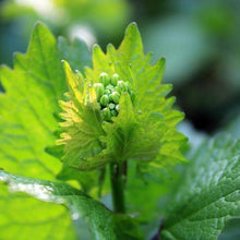 Lade das Bild in den Galerie-Viewer, Knoblauchsrauke (Alliaria petiolata)