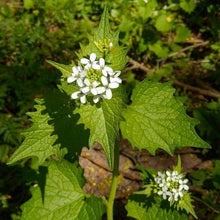 Lade das Bild in den Galerie-Viewer, Knoblauchsrauke (Alliaria petiolata)