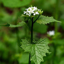 Lade das Bild in den Galerie-Viewer, Knoblauchsrauke (Alliaria petiolata)