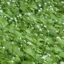 Lade das Bild in den Galerie-Viewer, Knoblauchsrauke (Alliaria petiolata)