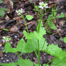 Lade das Bild in den Galerie-Viewer, Knoblauchsrauke (Alliaria petiolata)