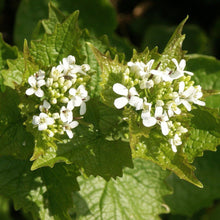 Lade das Bild in den Galerie-Viewer, Knoblauchsrauke (Alliaria petiolata)