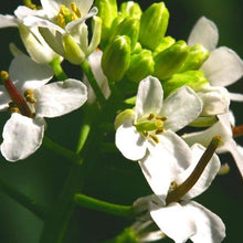 Lade das Bild in den Galerie-Viewer, Knoblauchsrauke (Alliaria petiolata)