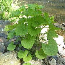 Lade das Bild in den Galerie-Viewer, Knoblauchsrauke (Alliaria petiolata)