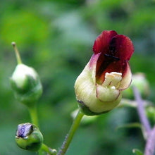 Lade das Bild in den Galerie-Viewer, Knotige Braunwurz (Scrophularia nodosa)