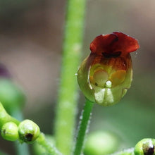 Lade das Bild in den Galerie-Viewer, Knotige Braunwurz (Scrophularia nodosa)