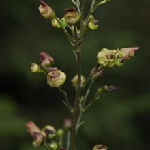 Lade das Bild in den Galerie-Viewer, Knotige Braunwurz (Scrophularia nodosa)