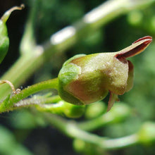 Lade das Bild in den Galerie-Viewer, Knotige Braunwurz (Scrophularia nodosa)