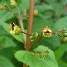 Lade das Bild in den Galerie-Viewer, Knotige Braunwurz (Scrophularia nodosa)