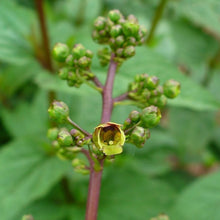 Lade das Bild in den Galerie-Viewer, Knotige Braunwurz (Scrophularia nodosa)