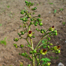 Lade das Bild in den Galerie-Viewer, Knotige Braunwurz (Scrophularia nodosa)
