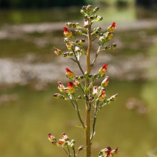 Lade das Bild in den Galerie-Viewer, Knotige Braunwurz (Scrophularia nodosa)