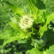Lade das Bild in den Galerie-Viewer, Kohl-Kratzdistel (Cirsium oleraceum)
