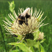 Lade das Bild in den Galerie-Viewer, Kohl-Kratzdistel (Cirsium oleraceum)