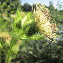 Lade das Bild in den Galerie-Viewer, Kohl-Kratzdistel (Cirsium oleraceum)