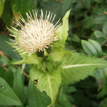 Lade das Bild in den Galerie-Viewer, Kohl-Kratzdistel (Cirsium oleraceum)
