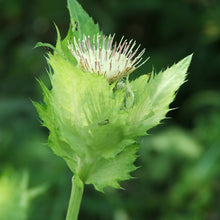 Lade das Bild in den Galerie-Viewer, Kohl-Kratzdistel (Cirsium oleraceum)