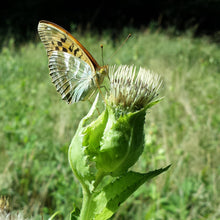 Lade das Bild in den Galerie-Viewer, Kohl-Kratzdistel (Cirsium oleraceum)
