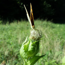 Lade das Bild in den Galerie-Viewer, Kohl-Kratzdistel (Cirsium oleraceum)