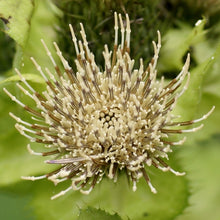 Lade das Bild in den Galerie-Viewer, Kohl-Kratzdistel (Cirsium oleraceum)
