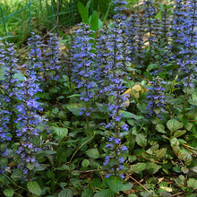 Lade das Bild in den Galerie-Viewer, Kriechender Günsel (Ajuga reptans)