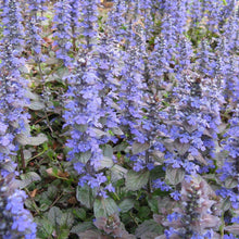 Lade das Bild in den Galerie-Viewer, Kriechender Günsel (Ajuga reptans)