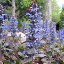 Lade das Bild in den Galerie-Viewer, Kriechender Günsel (Ajuga reptans)