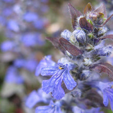 Lade das Bild in den Galerie-Viewer, Kriechender Günsel (Ajuga reptans)