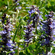 Lade das Bild in den Galerie-Viewer, Kriechender Günsel (Ajuga reptans)